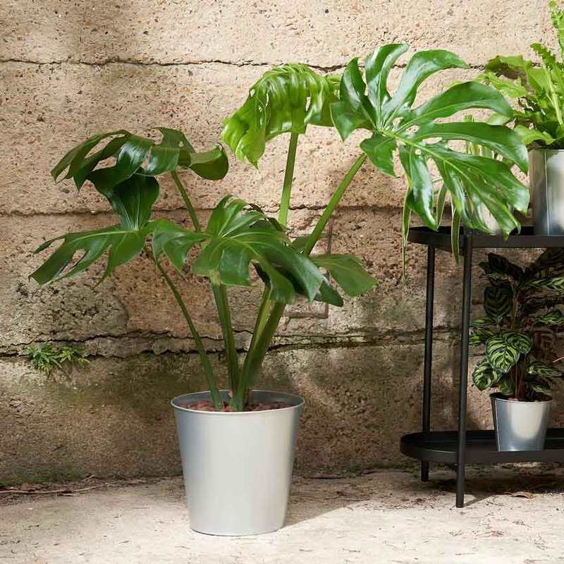 گلدان ایکیا مدل 50497696-IKEA AKERBAR 